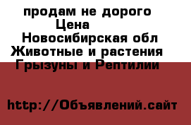 продам не дорого › Цена ­ 450 - Новосибирская обл. Животные и растения » Грызуны и Рептилии   
